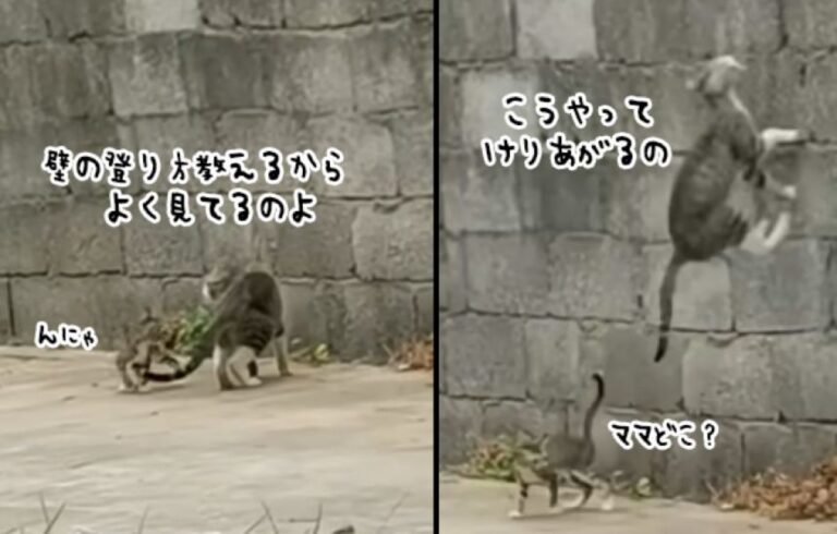 我が子に忍耐強く壁登りを教える母猫の愛情にグっとくる