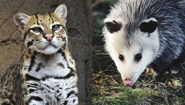 実は仲良しだった？オセロットとオポッサムが一緒に行動する姿が何度も目撃される