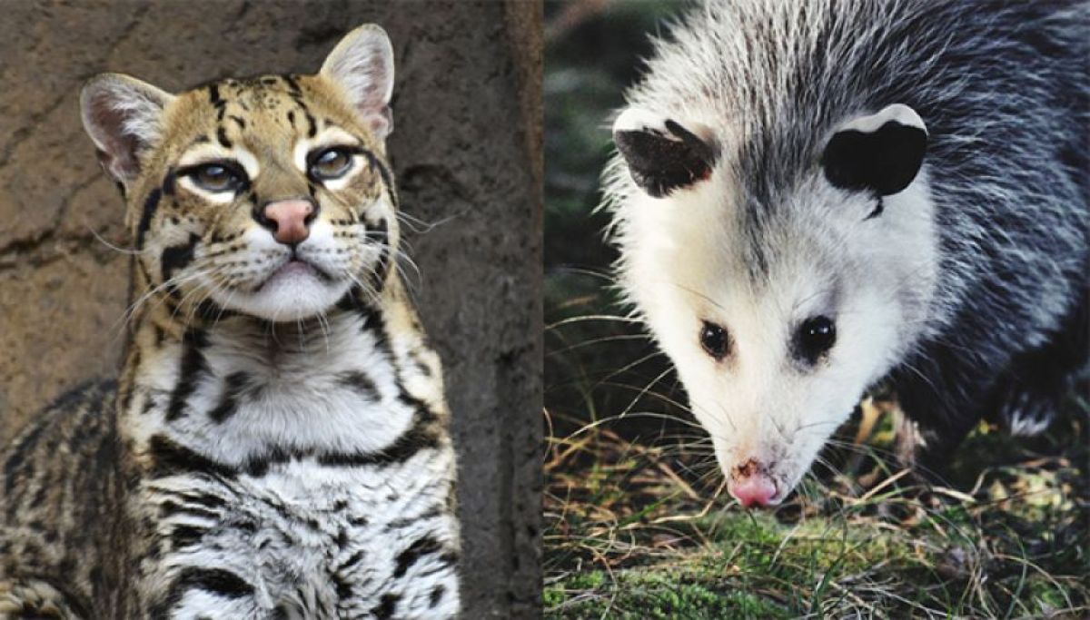 実は仲良しだった？オセロットとオポッサムが一緒に行動する姿が何度も目撃される