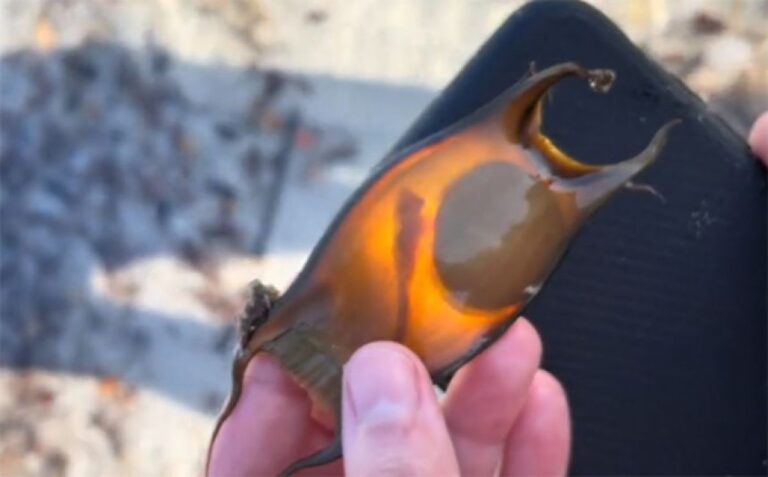 ビーチで見つけた「人魚の財布」、中から小さな顔をのぞかせたのは？