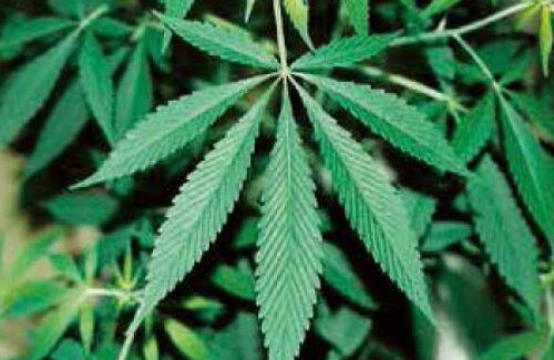 【悲報】大麻を合法化したドイツさん、大麻中毒患者が急増して終わる…