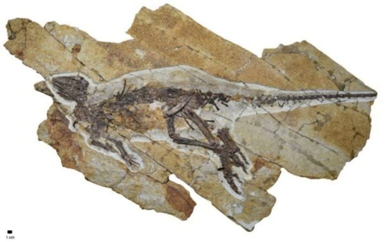 新種の小型草食恐竜の声帯化石を発見、鳥のようにさえずっていた可能性