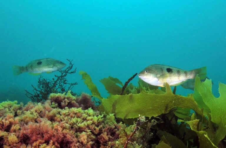 群れのボスがいなくなるとメスがオス化。わずか数分で性転換の兆候が現れる魚