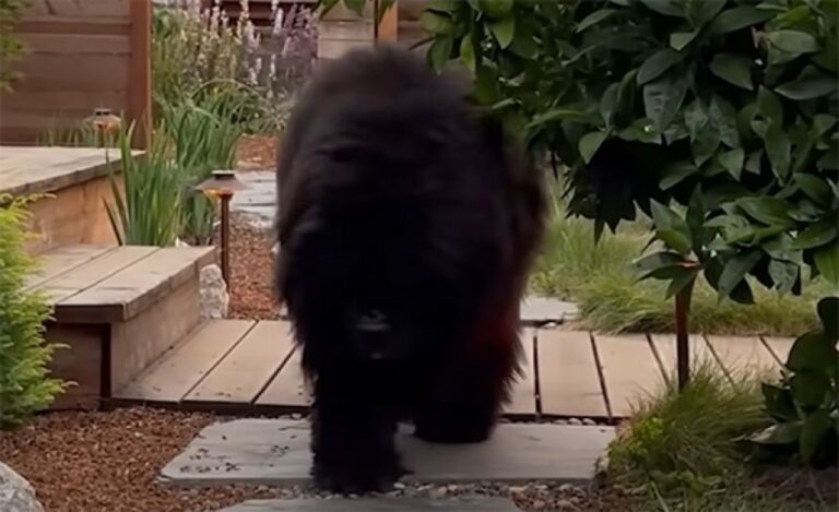 庭にクマがいるぞ！近所の人に間違われる大型犬、ニューファンドランドは心優しい犬