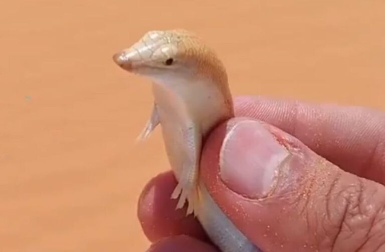砂漠の魚は実在した！砂の中を泳ぐサンドフィッシュ（トカゲ）がかわいい