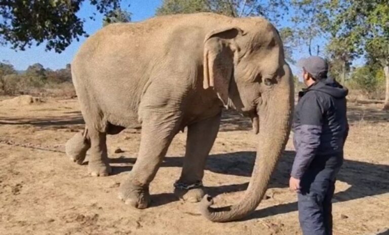 推定年齢100歳超え、世界最高齢と言われたゾウがインドで死去