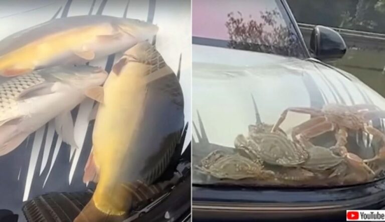 車のボンネットを水槽代わりにして生きた魚を入れた男性が物議をかもす
