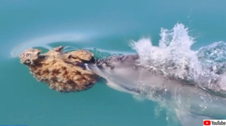 海綿をクチバシにつけ、狩りを行うオーストラリアのイルカ