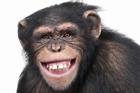 チンパンジーにもファッションのトレンドがあることが判明 最先端ファッションを身につけないとハブられる模様ｗｗｗｗｗｗ