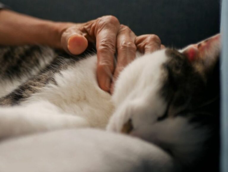 自分の死後、愛猫を可愛がってくれる人に全財産を残したいと申し出た中国の高齢男性