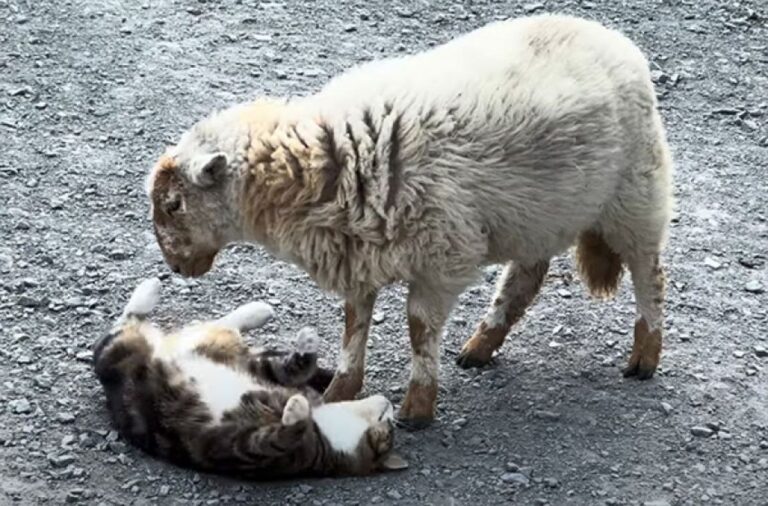 こういう動画だけ見ていたい。とにかく仲が良い猫と羊