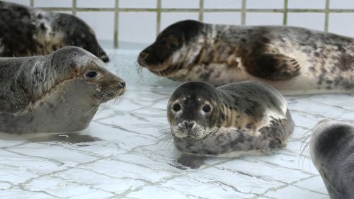 オランダの『アザラシ幼稚園』、日本で有名になった1年記念としてヤバすぎる物を販売しだすｗｗｗｗｗｗ