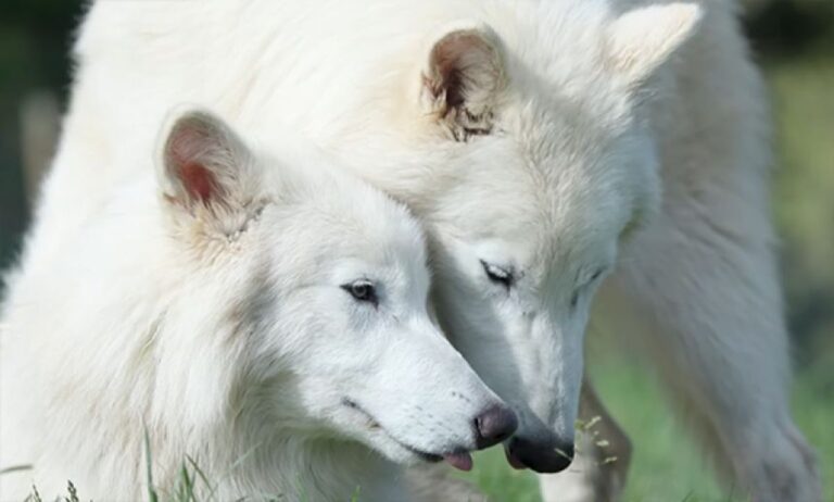 「ダイアウルフ風オオカミ」はすくすく成長中、生後6か月で2倍の大きさに