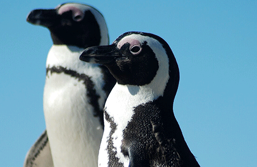 石丸信者のtiktokerが真夏の外にペンギンを連れ出して大炎上