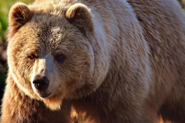 【恐怖】北海道の新聞配達員、早朝クマに襲われ死亡