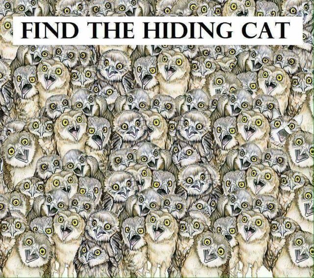 【激ムズ!?】1分以内に“猫”を見つけられたらIQ140ｗｗｗｗｗ