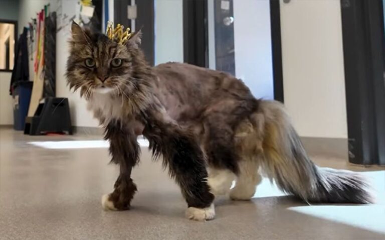 115mの断崖から転落し奇跡の生還を遂げた猫、救助したパイロット女性が家族に迎える