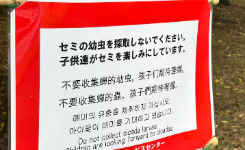 【悲報】中国人さん、公園で”セミの幼虫”を食用目的で乱獲 →管理者が中国語で「採取禁止」の張り紙掲示するハメに・・・