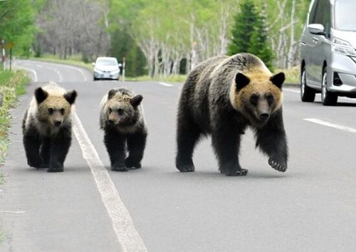 ハンター「体長208cm、体重218kgの巨大なクマを駆除しました」→動物愛護団体「クマがいる土地に人間が住んでるんだ！クマを殺すな！」