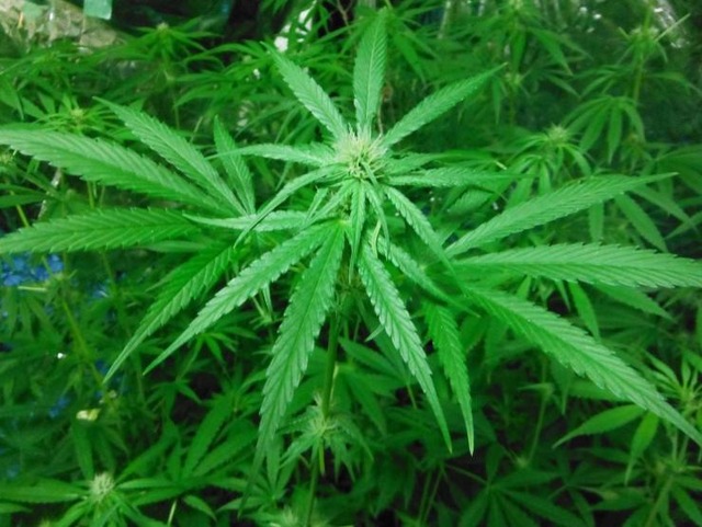 【悲報】障害がある子どもたちの放課後支援施設で大麻草栽培していた責任者逮捕　神奈川