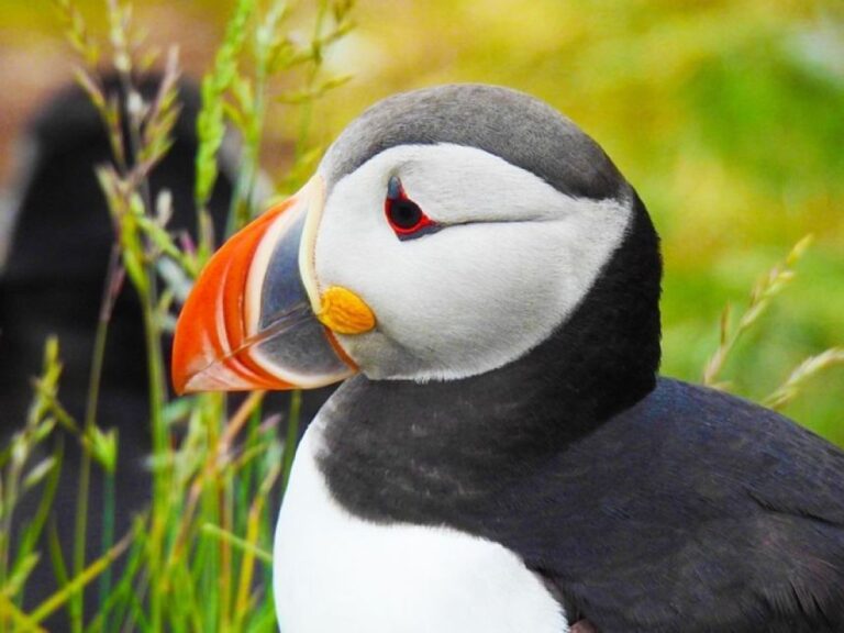 うれしいニュース、過去最高齢の33歳のニシツノメドリを発見。今も現役でヒナを育てていた