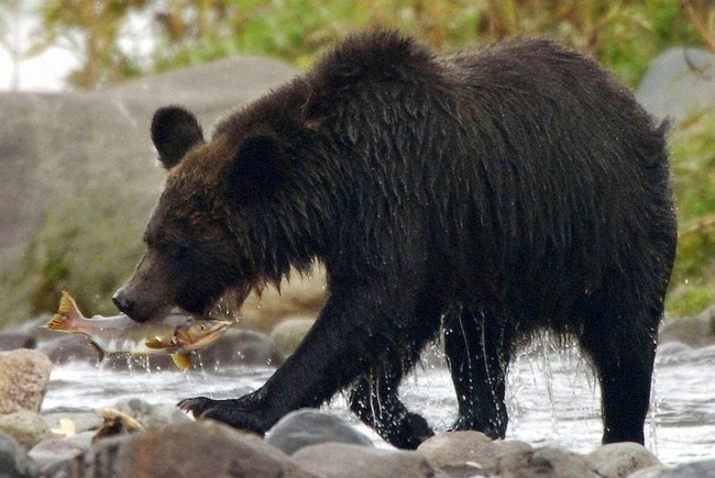 【ガチ注意】専門家が語る『クマに遭遇した時に一番やってはいけない行動』と『最善の行動』がこちら
