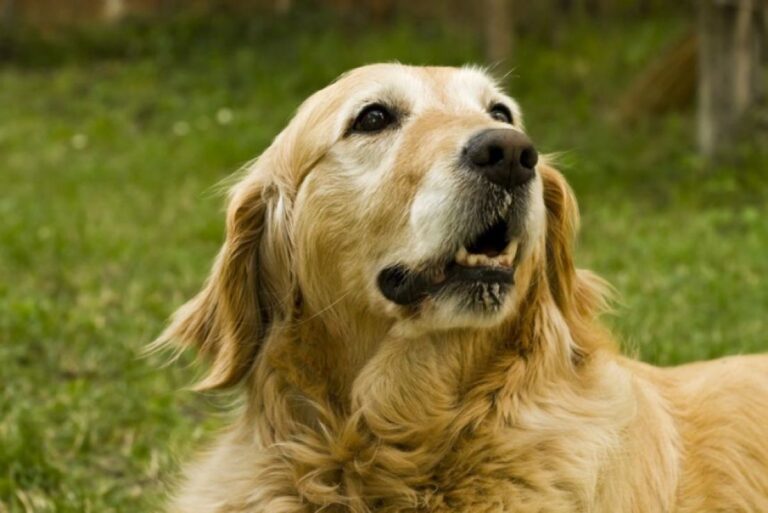 あれはあかん、全員避難せよ！普段まったく吠えない犬が大声で吠えた理由とは？