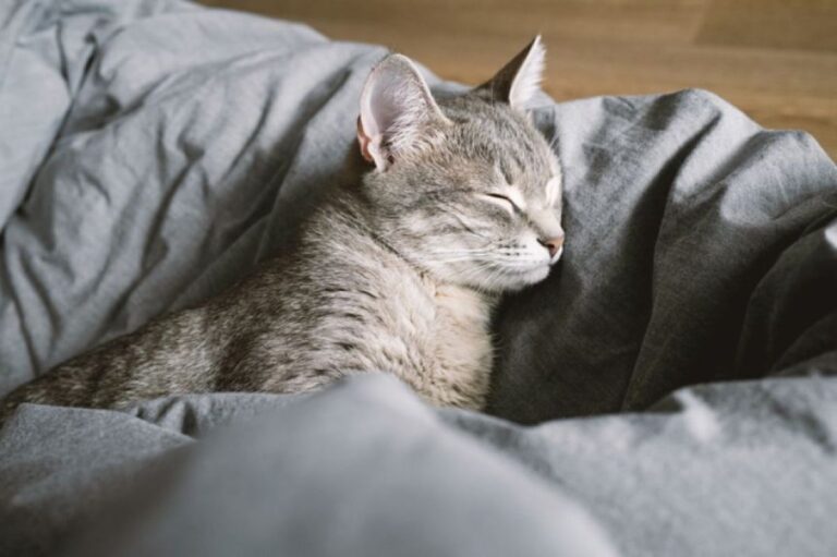 自分好みにカスタマイズ！毛布を快適な自分専用のベッドにメイキングする猫