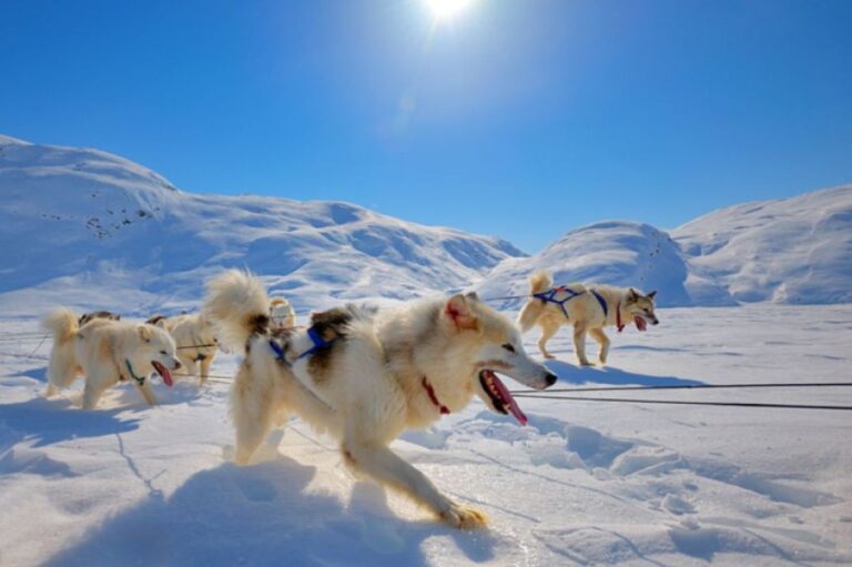 世界最古のソリ犬、グリーンランド・ドッグのDNAが明かす、人類が北極圏に到達した歴史