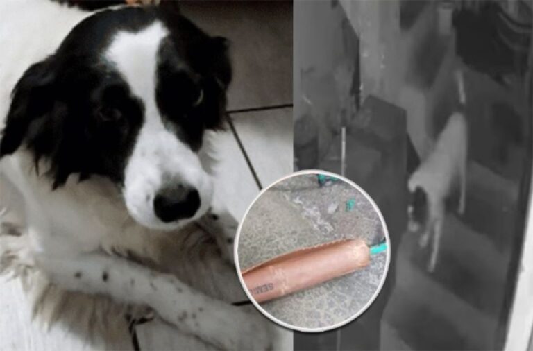 ジャーナリスト宅に爆発物が投げ込まれるも、勇敢な飼い犬がすぐに消火