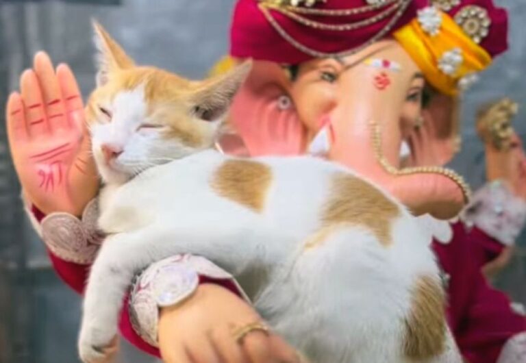 生誕祭のお祭りの中、ガネーシャの像の腕の中で眠る子猫がかわいい（インド）