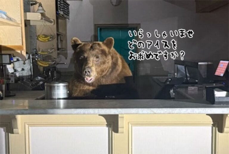 本日のみ開店、クマのアイスクリーム屋さん。カウンターで接客する気マンマン？