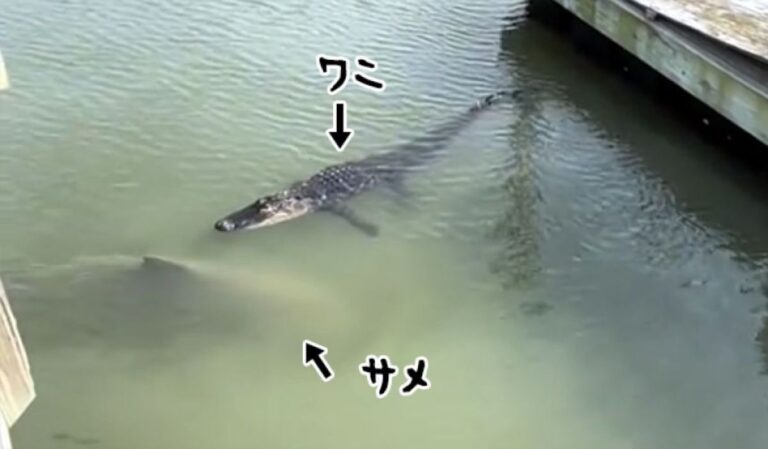 サメの群れとワニが同じ水域を泳いでいる姿に観光客たちがびっくり！！