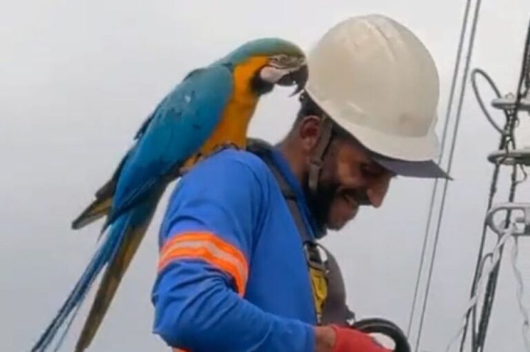 電柱で作業中の男性の元にやってきたルリコンゴウインコ、すり寄って甘えまくる