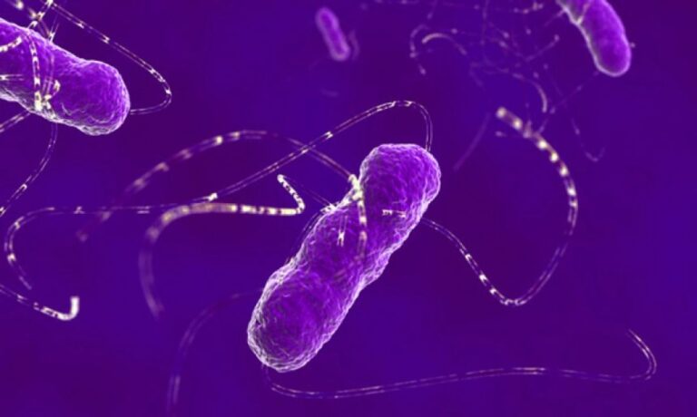 大腸菌の遺伝コードを書き換え、どの生命とも異なる合成生物を作成した科学者たち