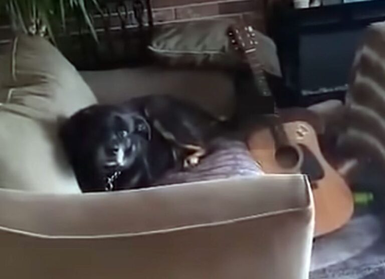 尻尾でギターを弾く犬が名演奏すぎる（要音声）