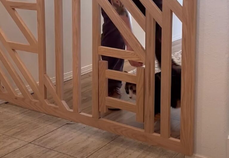 猫だもの。飼い主が何時間もかけて作ったゲートが一瞬にして無駄になる瞬間