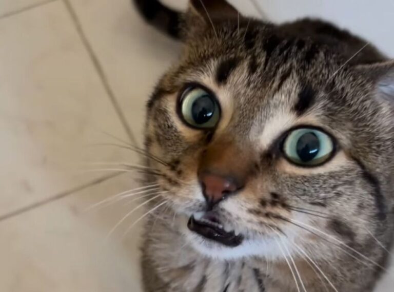 歌で名前を呼びかけると、歌でお返事してくれるミュージカルスターな猫（要音声）