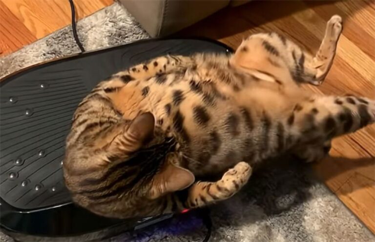 最近お腹に肉ついてきたな～、ベンガル猫、振動マシーンでプルプルが日課に
