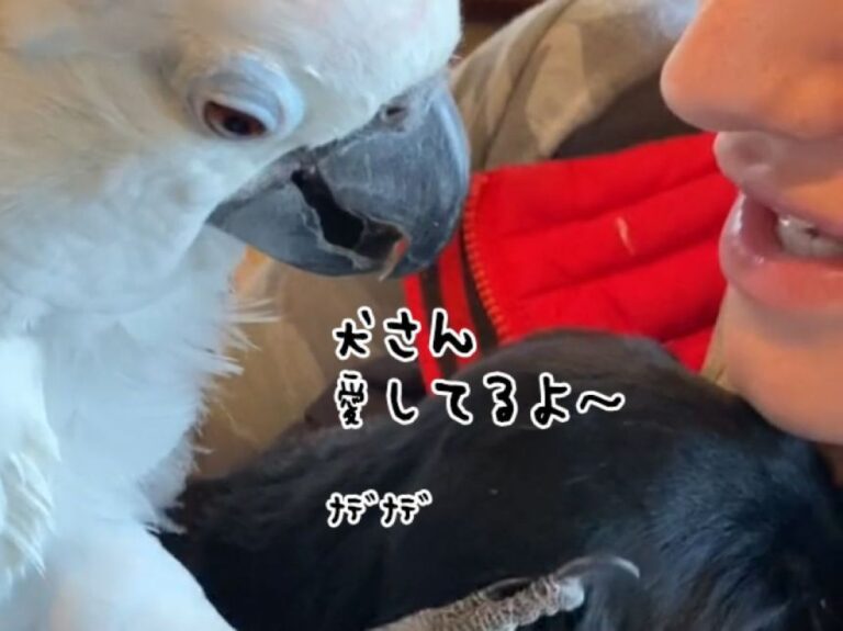 つらい過去を背負ったオウムが生涯の友となる犬と出会い、ピュアな愛を伝える