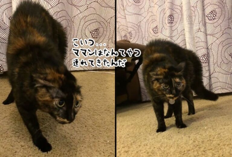 良かれと思ってプレゼントしたら…猫の反応に買ってきたことを後悔する飼い主