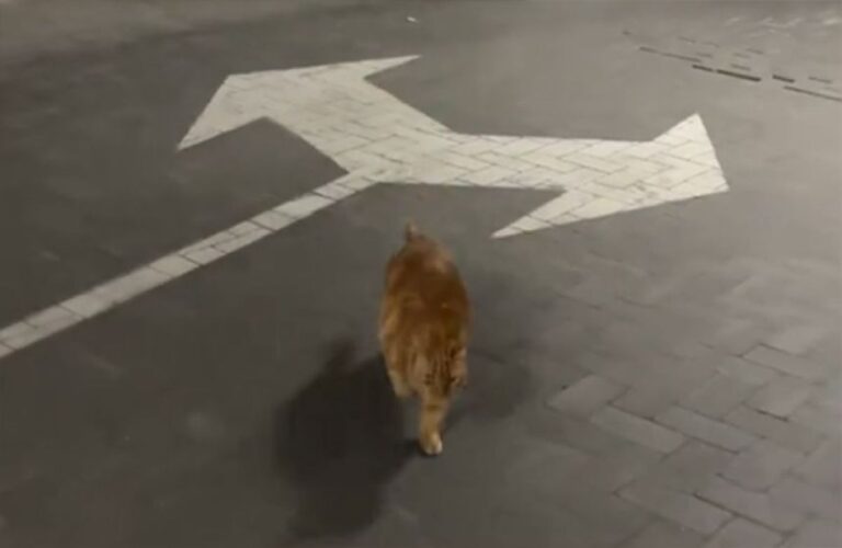 空襲警報にゃ！避難ルートを完全に覚え、飼い主たちをシェルターに導くウクライナの猫