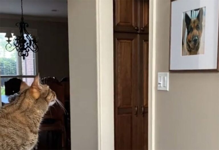 亡き親友の犬の写真を見つめ続ける猫の姿にぐっとくる
