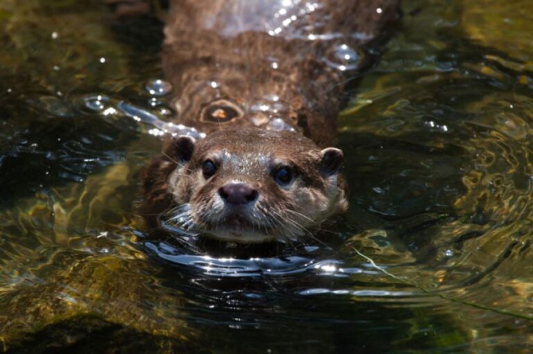 水中の捜索救助隊員として抜擢された「コツメカワウソ」素晴らしい実力を発揮