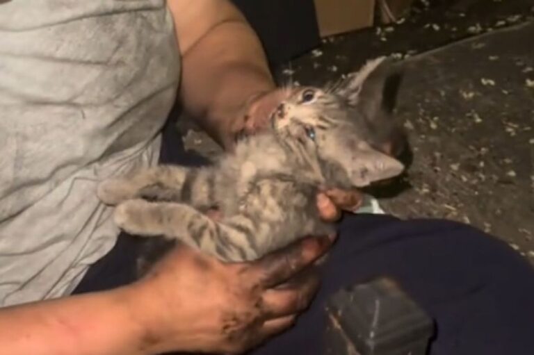「猫がこの車のどこかにいます！」地域住民たちのやさしさの連鎖が子猫を救う