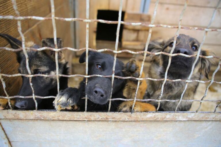 保護犬たちを少しだけ助けて！ペット店の呼びかけでメーカーが15トンものドッグフードを寄付