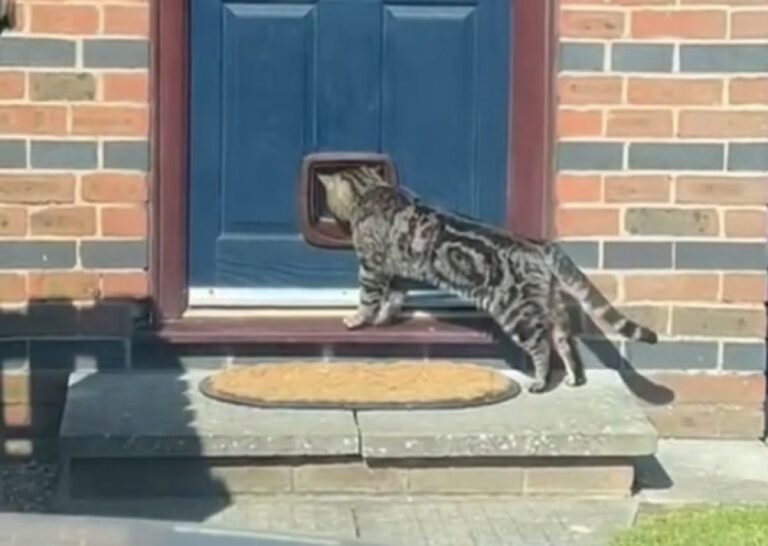 猫用ドアを玄関に設置した業者、猫が使う瞬間を飼い主に送信するも、まさかの事態が勃発！