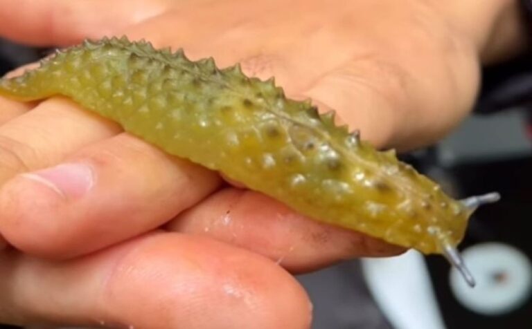 ピクルスそっくりで小さなタマネギみたいな卵を産むニュージーランドのナメクジ