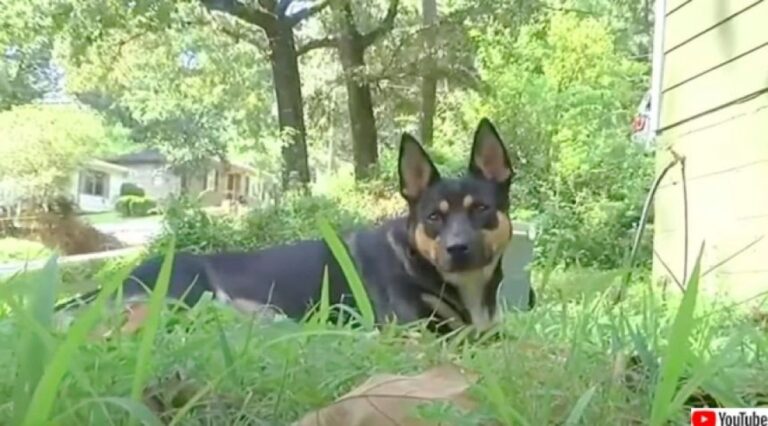 1年で4個の人骨を発見した名探偵犬、未解決事件の謎に迫る