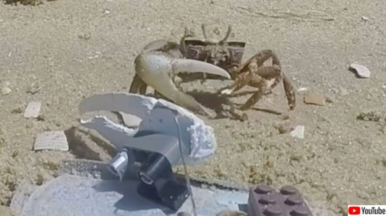 片方だけハサミが大きいカニ「シオマネキ」を観察していたロボットガニにまさかの結末